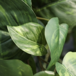 Pothos artificiale ricadente 90 cm varigato