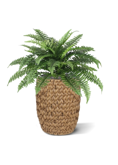 Bouquet Boston Fern Deluxe 65 cm