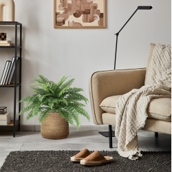 Bouquet Boston Fern Deluxe 65 cm