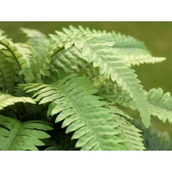 Bouquet Boston Fern Deluxe 65 cm