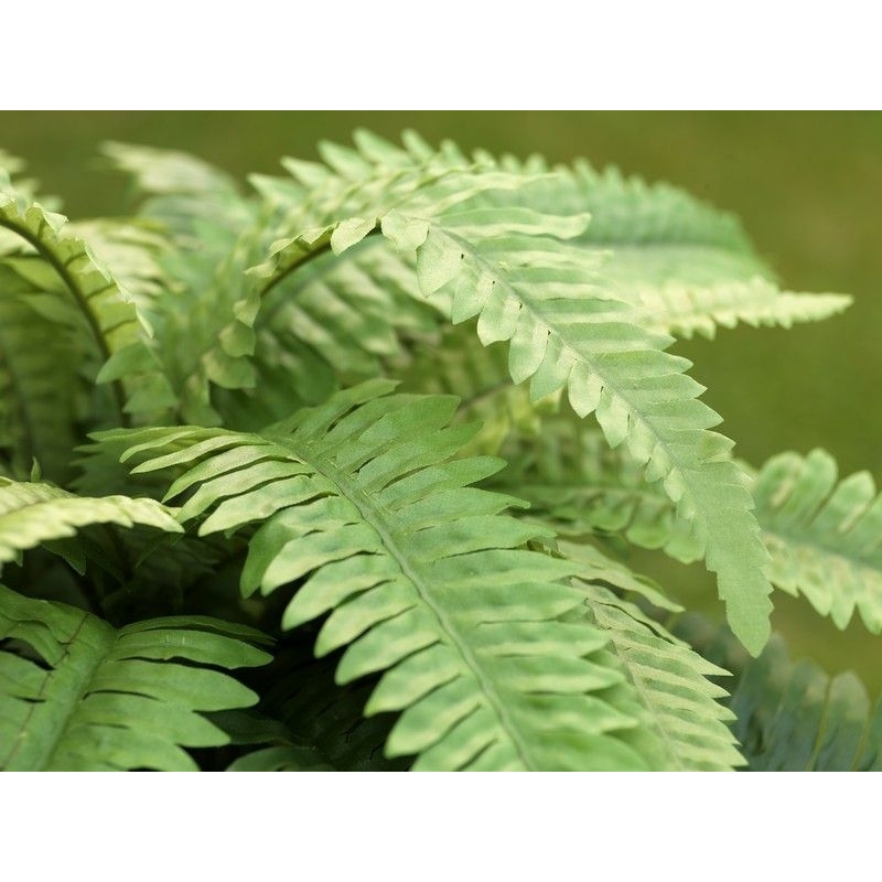 Bouquet Boston Fern Deluxe 65 cm