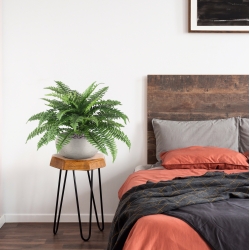 Bouquet Boston Fern Deluxe 65 cm