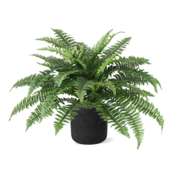 Bouquet Boston Fern Deluxe 65 cm