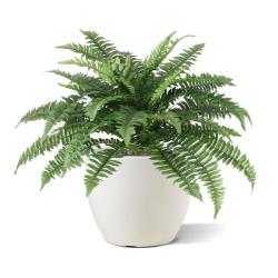Bouquet Boston Fern Deluxe 65 cm