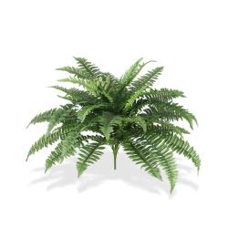 Bouquet Boston Fern Deluxe 65 cm