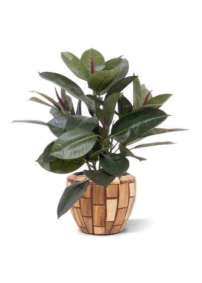 Filodendro da finestra 50 cm in vaso