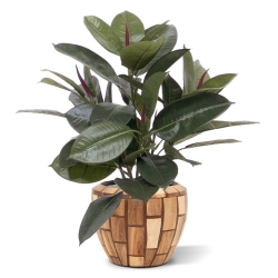 Filodendro da finestra 50 cm in vaso