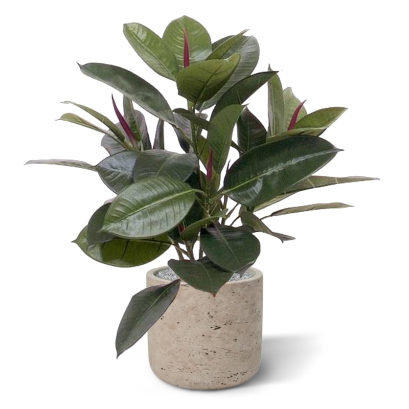 Filodendro da finestra 50 cm in vaso