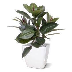 Filodendro da finestra 50 cm in vaso