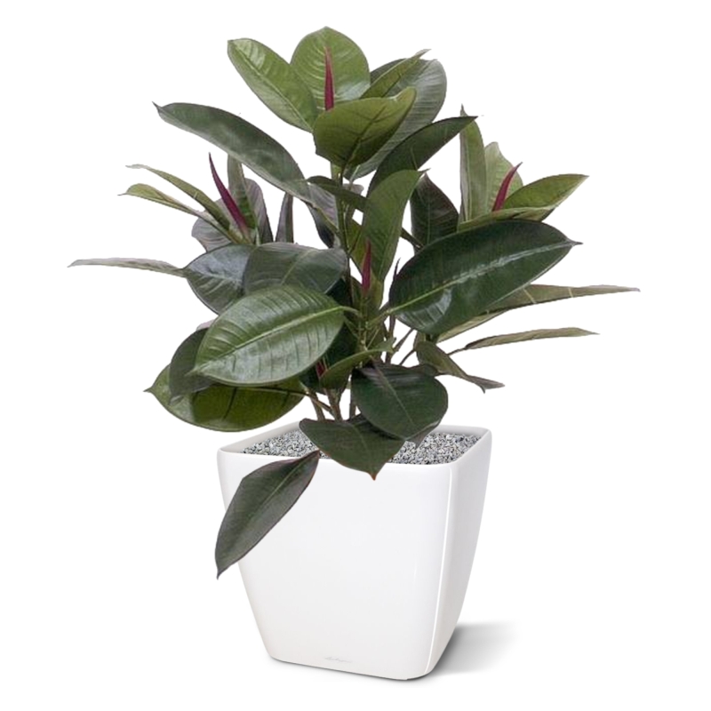 Filodendro da finestra 50 cm in vaso