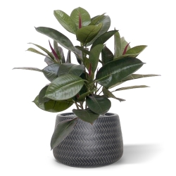 Filodendro da finestra 50 cm in vaso