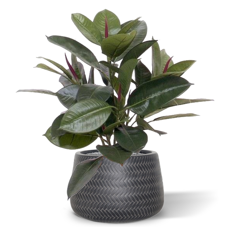 Filodendro da finestra 50 cm in vaso