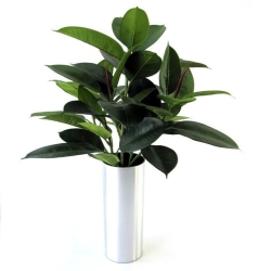 Filodendro da finestra 50 cm in vaso