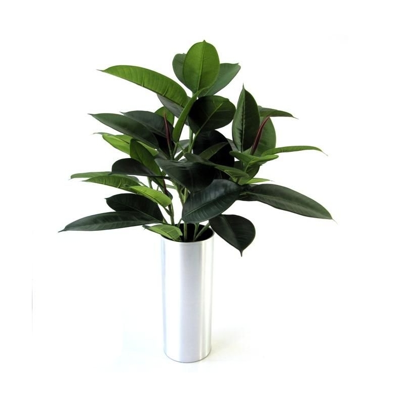 Filodendro da finestra 50 cm in vaso