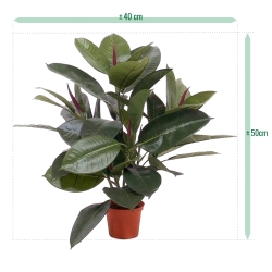 Filodendro da finestra 50 cm in vaso