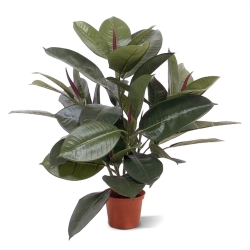 Filodendro da finestra 50 cm in vaso