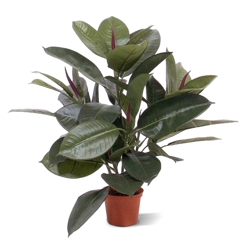Filodendro da finestra 50 cm in vaso