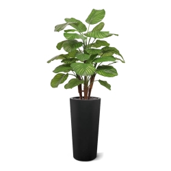 Calathea Fasciata artificiale Deluxe 110cm