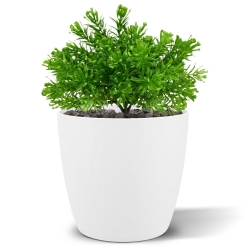 Senecio pianta artificiale 15cm