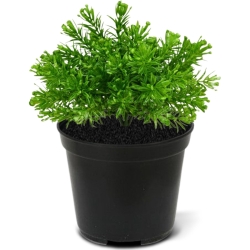 Senecio pianta artificiale 15cm