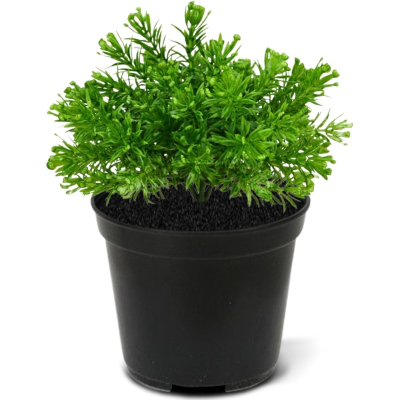 Senecio pianta artificiale 15cm