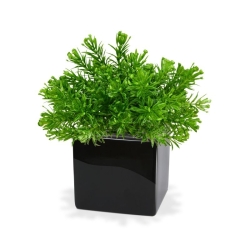 Senecio pianta artificiale 15cm