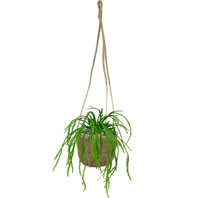 Rhipsalis Lepismium Bouquet 30 cm