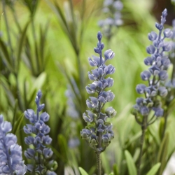 Bouquet artificiale di lavanda 50 cm blu UV