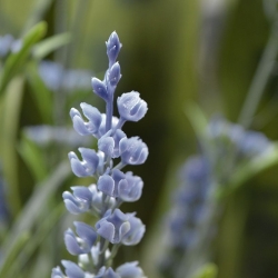Bouquet artificiale di lavanda 50 cm blu UV