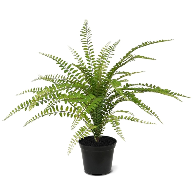 Bouquet di felci artificiali Asplenium 45 cm