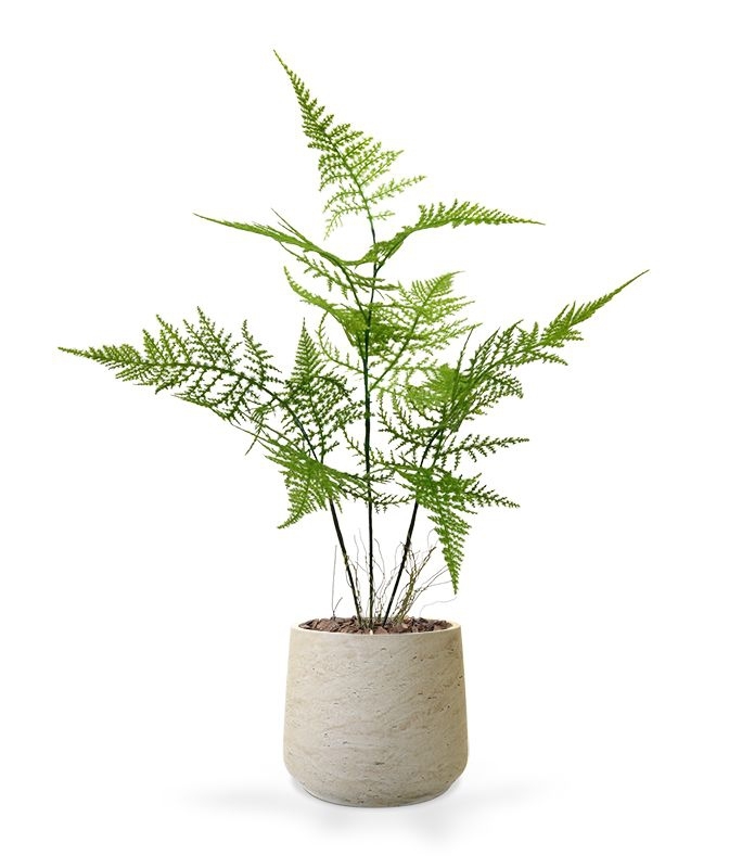 Bouquet di asparagi finti 40 cm