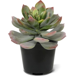 Bouquet artificiale di Echeveria 25 cm verde-rosso