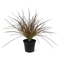 Pianta d'erba artificiale larga 40 cm - Borgogna