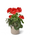 Geranio PL pianta artificiale 38cm - rosso - resistente ai raggi UV