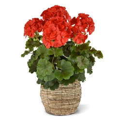 Geranio PL Boeket XL 40cm UV Rood
