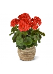 Geranio PL Boeket XL 40cm UV Rood