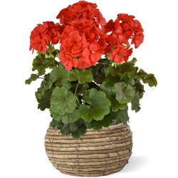 Geranio PL Boeket XL 40cm UV Rood