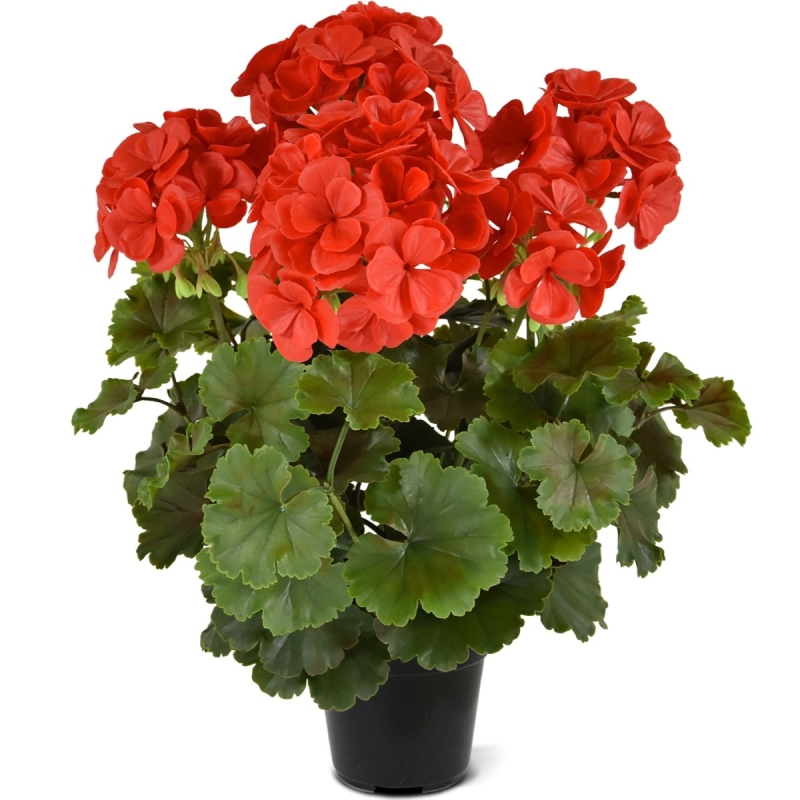 Geranio PL Boeket XL 40cm UV Rood