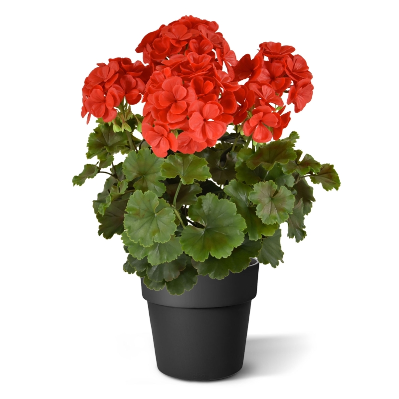 Geranio PL Boeket XL 40cm UV Rood