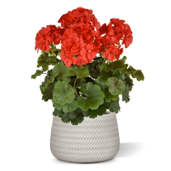 Geranio PL Boeket XL 40cm UV Rood