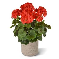 Geranio PL Boeket XL 40cm UV Rood