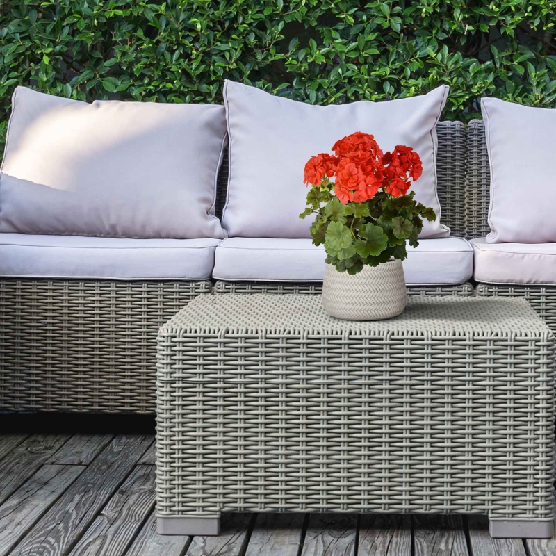 Geranio PL Boeket XL 40cm UV Rood