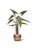 Alocasia Sariana artificiale 140cm