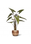 Alocasia Sariana artificiale 140cm