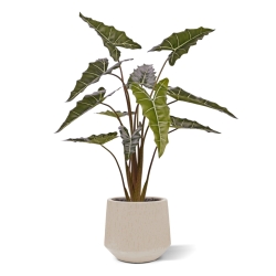 Alocasia Sariana artificiale 140cm