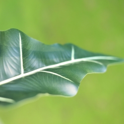 Alocasia Sariana artificiale 140cm