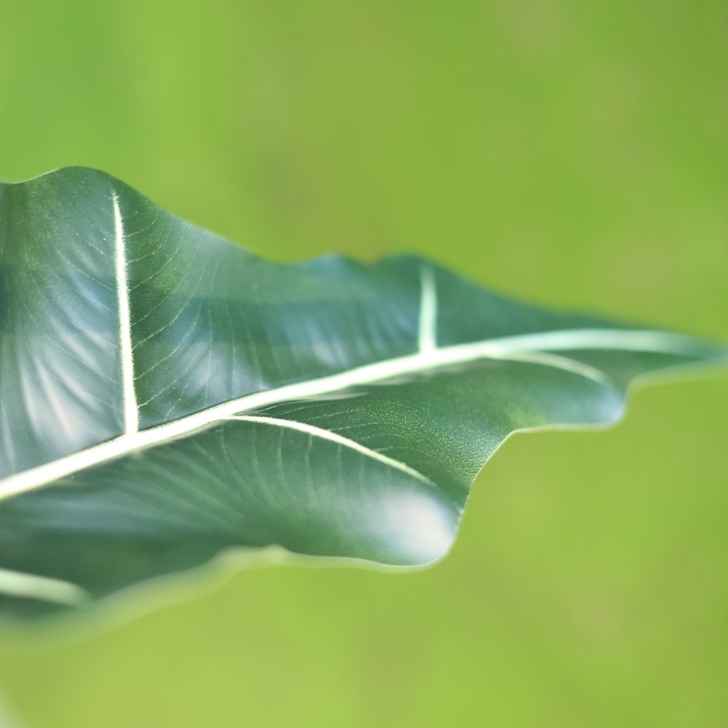 Alocasia Sariana artificiale 140cm