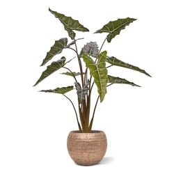 Alocasia Sariana artificiale 140cm