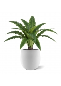 Felce Asplenium RT Artificiale 60cm