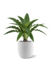 Felce Asplenium RT Artificiale 60cm